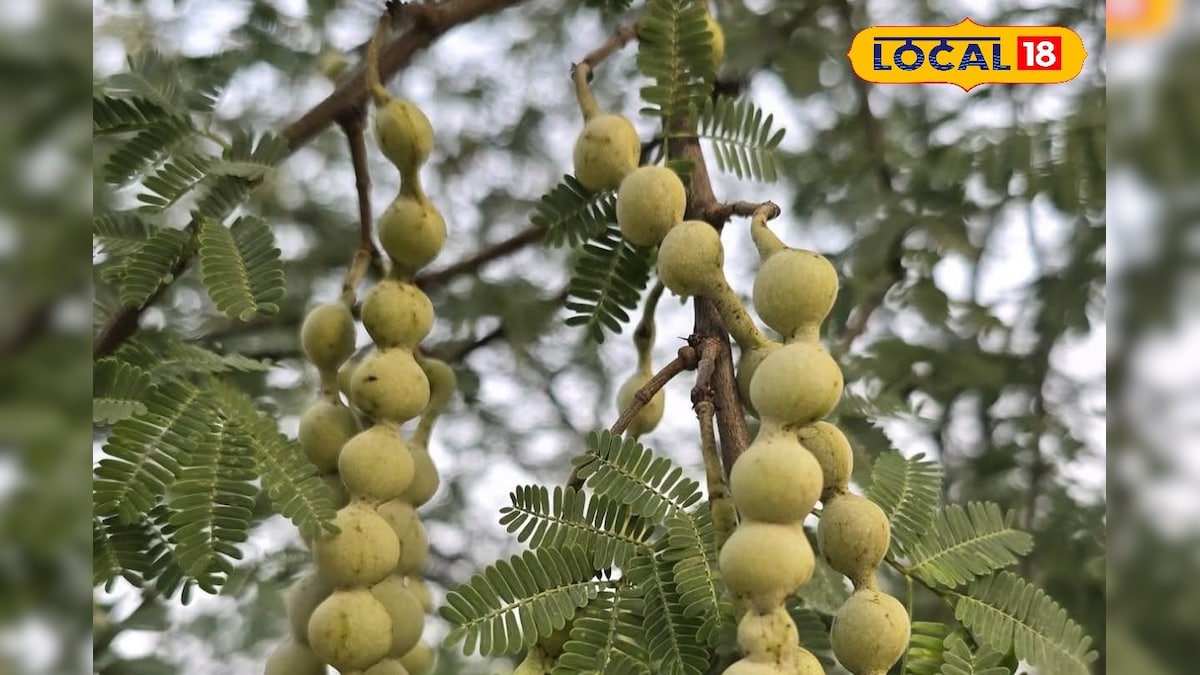 Health Tips: संजीवनी बूटी से कम नहीं है बबूल का पेड़, छाल से लेकर फल तक में छिपे हैं औषधीय गुण, ऐसे करें इस्तेमाल