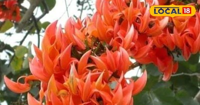 पलाश का फूल।