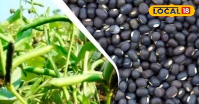 उड़द की खेती