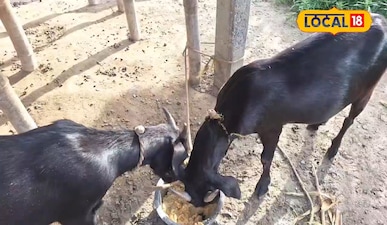 'गरीबों का ATM' दे रहा लाखों का मुनाफा! अररिया के किसान हो रहे मालामाल, सीजन में