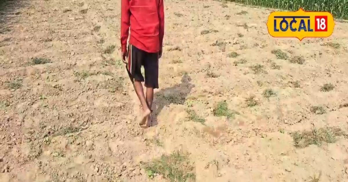 फल कहें या सब्जी? बाजार में रहती है इसकी धूम, एक सीजन में दो बार होता है फलन, किसान छापते हैं नोट