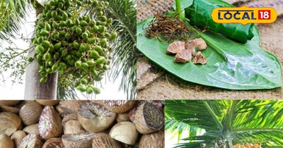 सुपारी की खेती 