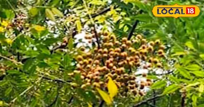 बकायन का पेड सेहत के लिए होता है फायदेमंद.