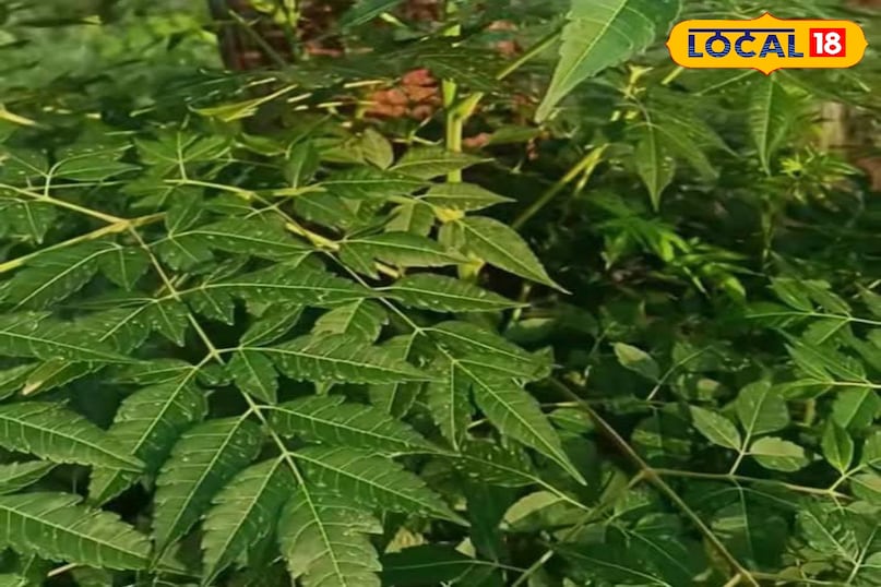 মোরাদাবাদের খবর, হিন্দি খবর, স্থানীয় খবর, আপ নিউজ, মোরাদাবাদের খবর, হিন্দি খবর, স্থানীয় খবর, ইউপি খবর। মোরাদাবাদের খবর, হিন্দি খবর, স্থানীয় খবর, আপ নিউজ, মোরাদাবাদের খবর, হিন্দি খবর, স্থানীয় খবর, ইউপি খবর।