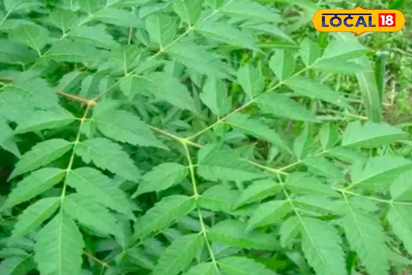 মোরাদাবাদের খবর, হিন্দি খবর, স্থানীয় খবর, আপ নিউজ, মোরাদাবাদের খবর, হিন্দি খবর, স্থানীয় খবর, ইউপি খবর। মোরাদাবাদের খবর, হিন্দি খবর, স্থানীয় খবর, আপ নিউজ, মোরাদাবাদের খবর, হিন্দি খবর, স্থানীয় খবর, ইউপি খবর।