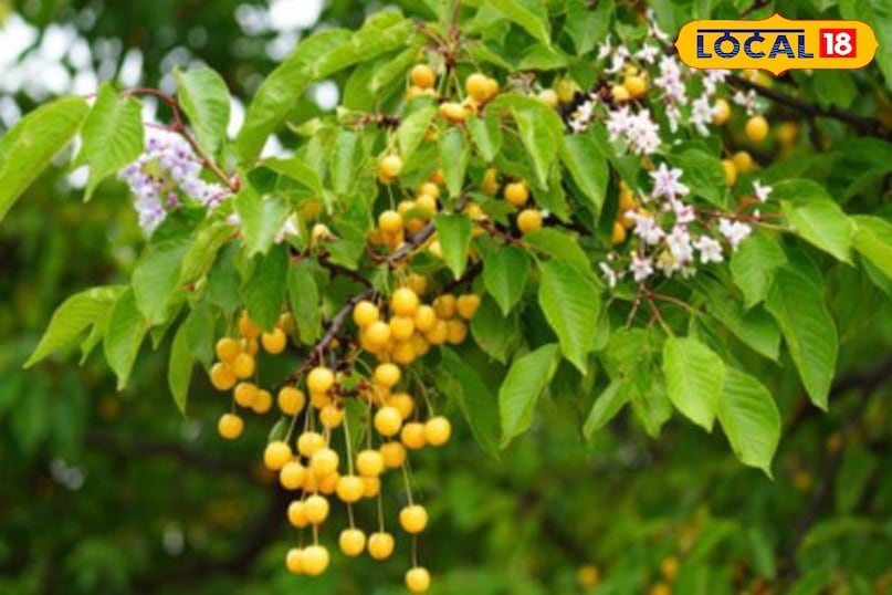 মোরাদাবাদের খবর, হিন্দি খবর, স্থানীয় খবর, আপ নিউজ, মোরাদাবাদের খবর, হিন্দি খবর, স্থানীয় খবর, ইউপি খবর। মোরাদাবাদের খবর, হিন্দি খবর, স্থানীয় খবর, আপ নিউজ, মোরাদাবাদের খবর, হিন্দি খবর, স্থানীয় খবর, ইউপি খবর।