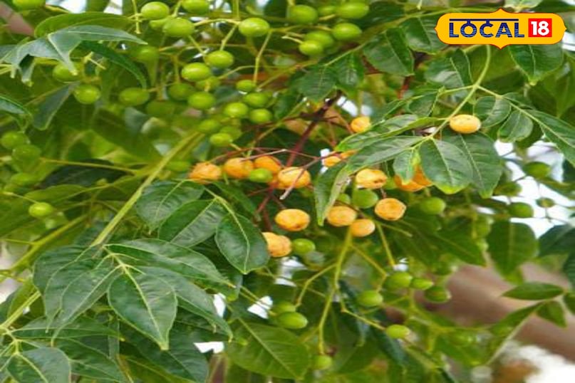 মোরাদাবাদের খবর, হিন্দি খবর, স্থানীয় খবর, আপ নিউজ, মোরাদাবাদের খবর, হিন্দি খবর, স্থানীয় খবর, ইউপি খবর। মোরাদাবাদের খবর, হিন্দি খবর, স্থানীয় খবর, আপ নিউজ, মোরাদাবাদের খবর, হিন্দি খবর, স্থানীয় খবর, ইউপি খবর।