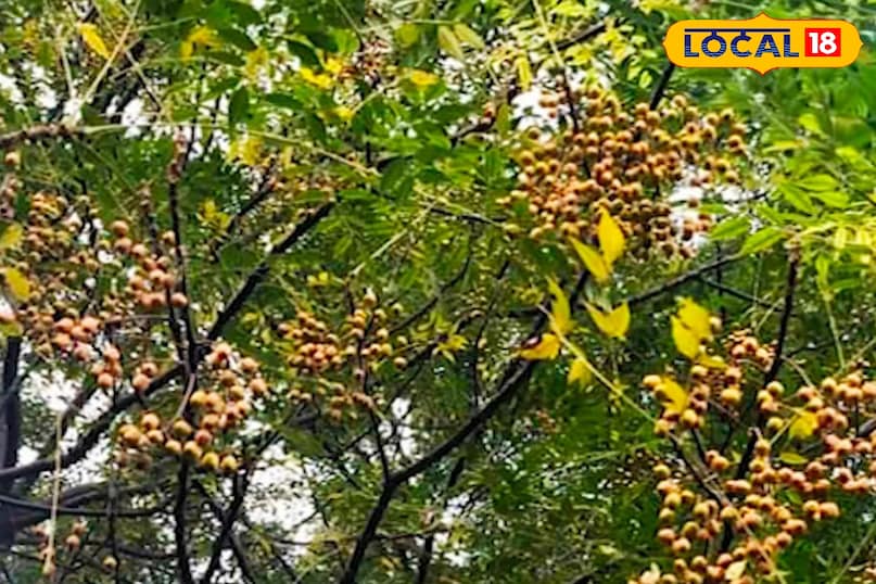 মোরাদাবাদের খবর, হিন্দি খবর, স্থানীয় খবর, আপ নিউজ, মোরাদাবাদের খবর, হিন্দি খবর, স্থানীয় খবর, ইউপি খবর। মোরাদাবাদের খবর, হিন্দি খবর, স্থানীয় খবর, আপ নিউজ, মোরাদাবাদের খবর, হিন্দি খবর, স্থানীয় খবর, ইউপি খবর।