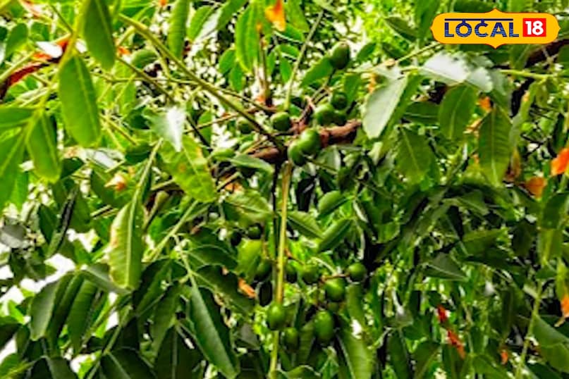 মোরাদাবাদের খবর, হিন্দি খবর, স্থানীয় খবর, আপ নিউজ, মোরাদাবাদের খবর, হিন্দি খবর, স্থানীয় খবর, ইউপি খবর। মোরাদাবাদের খবর, হিন্দি খবর, স্থানীয় খবর, আপ নিউজ, মোরাদাবাদের খবর, হিন্দি খবর, স্থানীয় খবর, ইউপি খবর।