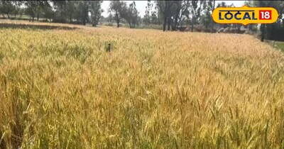गेहूं की फसल 