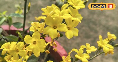 Fyunli: The Untold Story of a Flower, a Forest Maiden, and Phooldei's Spirit