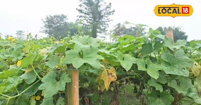 झींगा की खेती से सीजन में 2 लाख रुपए तक की कमाई जानिए तरीका <br><br>