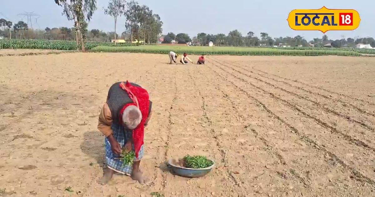 20 हजार की लागत, 2 लाख का मुनाफा, मिर्ची की खेती ने बदली इस किसान की किस्मत, जानें तरीका