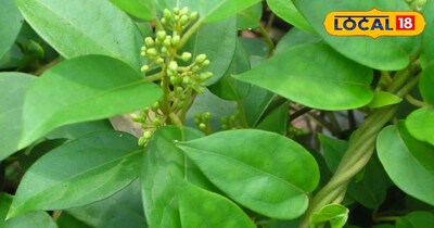 मिठास की लत का प्राकृतिक इलाज गुड़मार