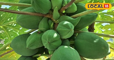 पौधे की होगी ग्रोथ फल फूल से भर जाएगा पौधा