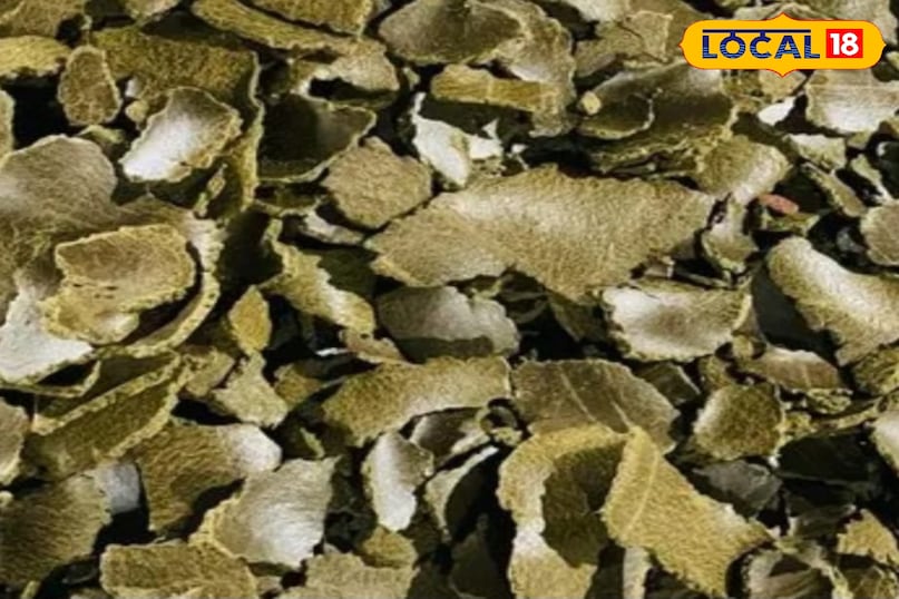 पपीता पपीता