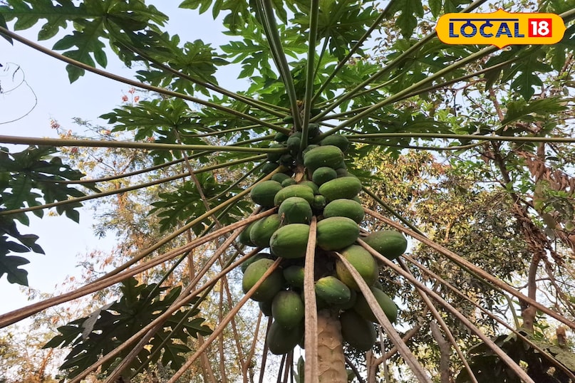 पपीता पपीता