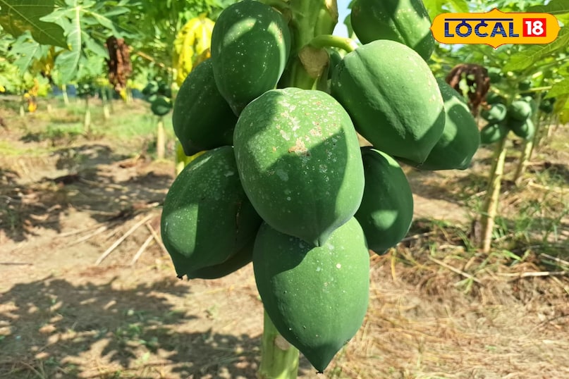 पपीता पपीता