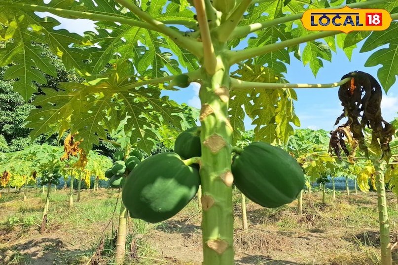 पपीता पपीता