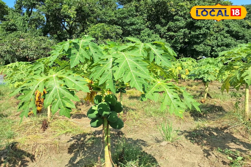 पपीता पपीता