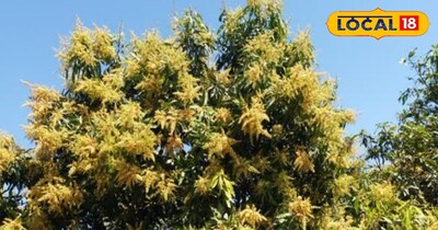 मार्च का महीना आम बागवानी के लिए गोल्डन समय