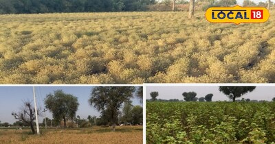 तापमान से खराब होती फसल