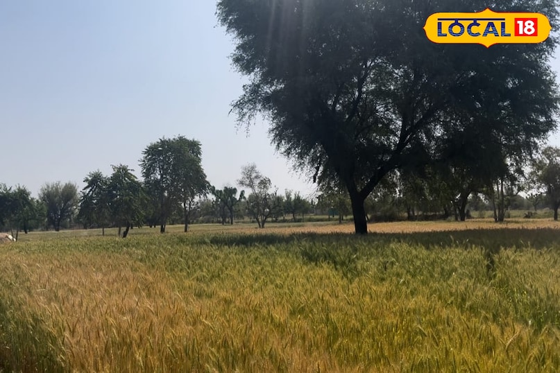 गेहूं की फसल 