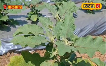 बैंगन की खेती