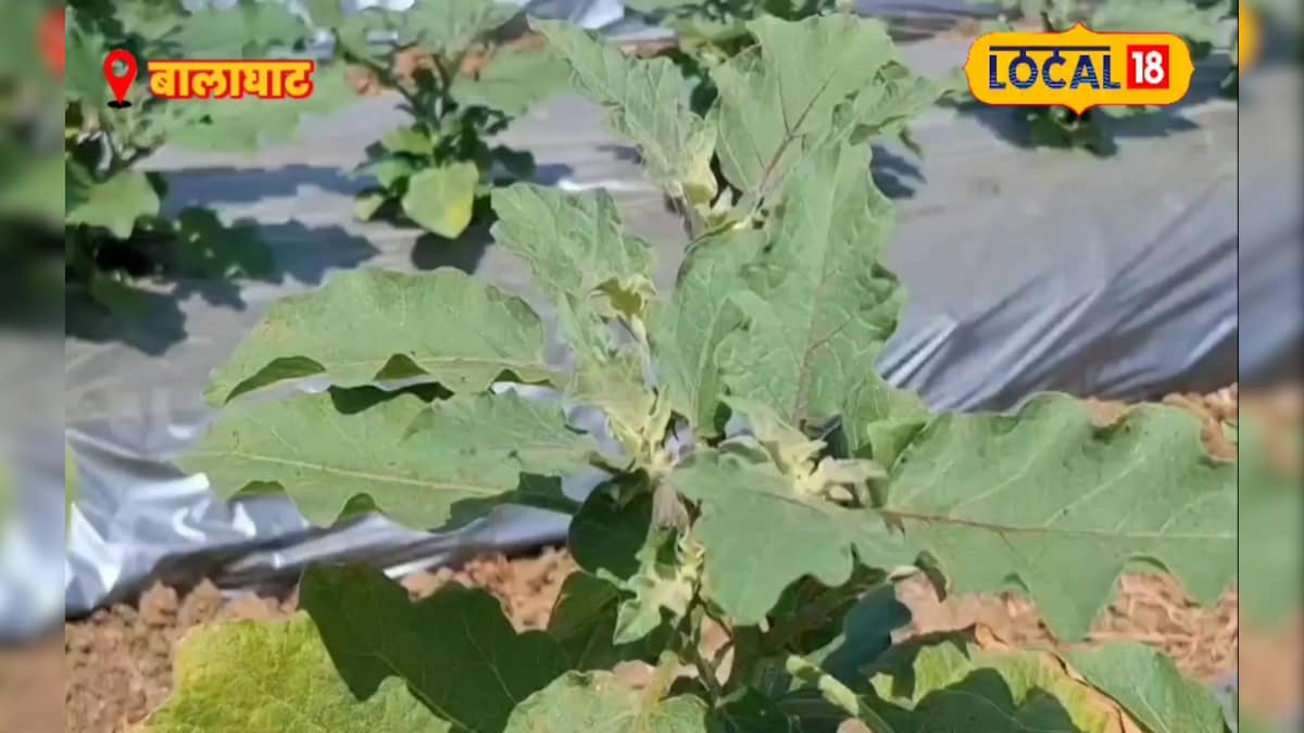 खेत में बिछाएं प्लास्टिक, ऊपर लगा दें बैंगन, 9 महीने बाद सरकार देगी 50% सब्सिडी