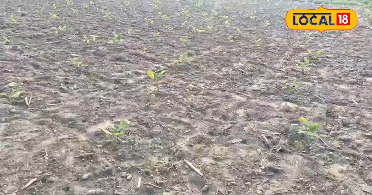 डेढ़ एकड़ में ₹500000 का मुनाफा! किसान हारून की बैंगन की खेती ने बदल दी जिंदगी