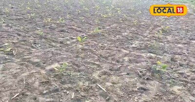 बाबा किसान खेतीबाड़ी से सीजन में करते हैं 05 लाख रुपए तक की कमाई <br><br><br>