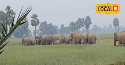 जमुई में जंगली हाथियों ने मचाया तांडव