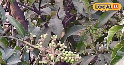 आम में बौर