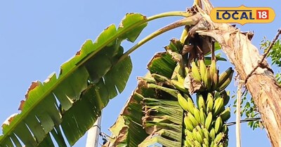 खेतों में तैयार खड़ी केला की फसल.