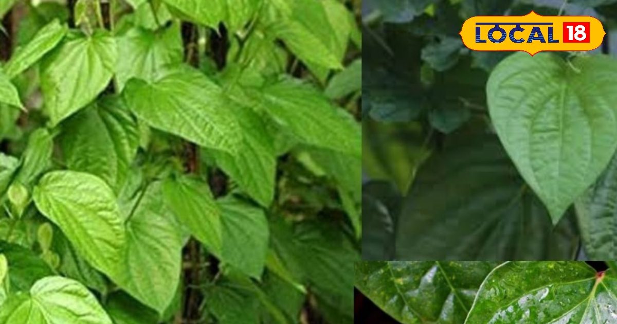 गैस-एसिडिटी से परेशान हैं? रोजाना ऐसे चबाएं पान के पत्ते, मिलेंगे गजब के फायदे