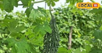 करेले की खेती कर कमाएं मुनाफा।