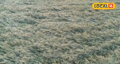 गेहूं की फसल।