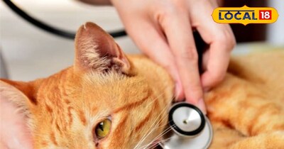 पालतू जानवरों का इलाज