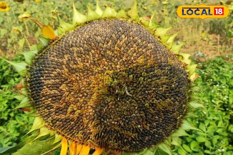 संकर किस्म संकर किस्म