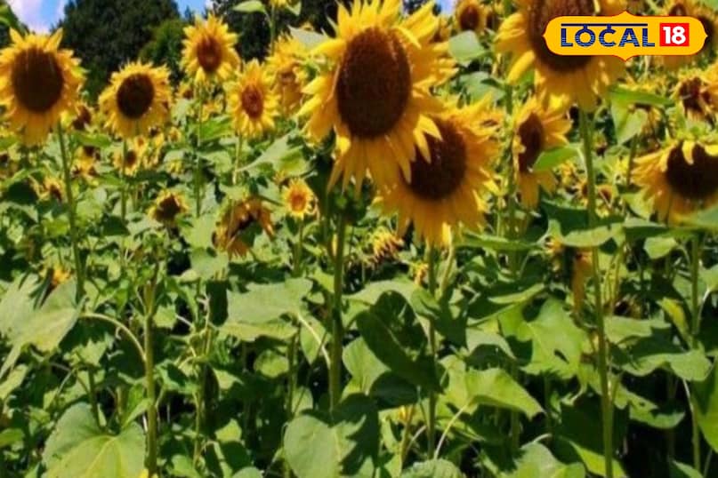 सूरजमुखी KVSH-1 सूरजमुखी KVSH-1