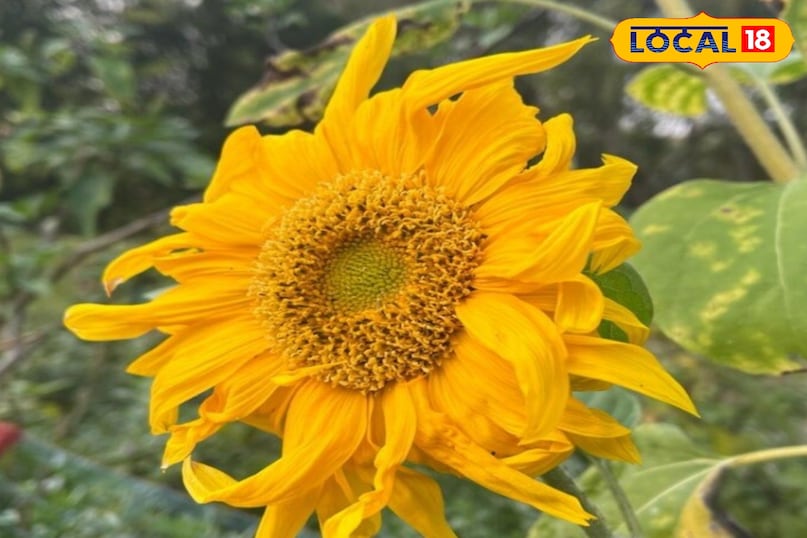 MSFH-4 और DRSF-113 MSFH-4 और DRSF-113