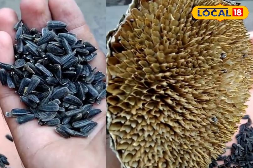 संकुल किस्म संकुल किस्म