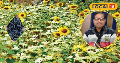 सूरजमुखी की टॉप किस्में 