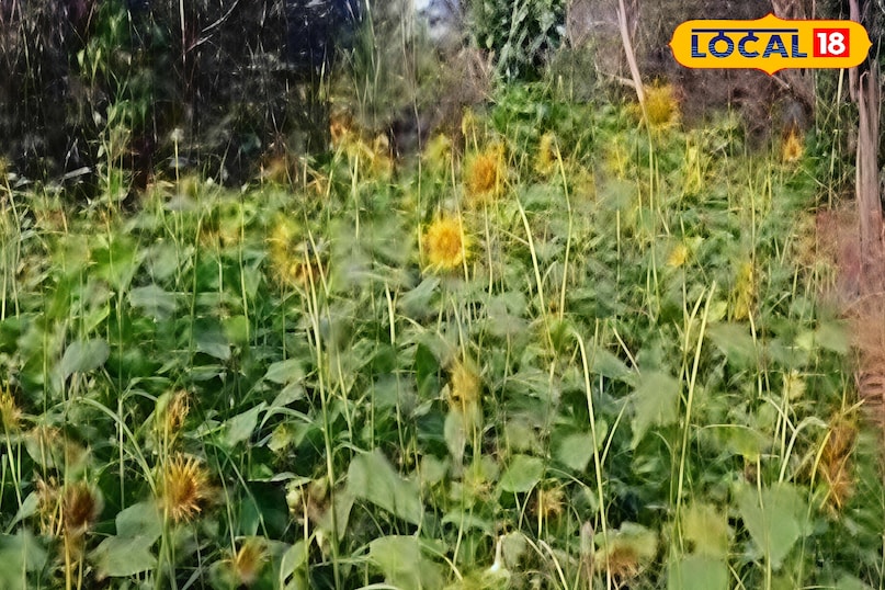 गर्मी सहन करने वाली किस्म गर्मी सहन करने वाली किस्म