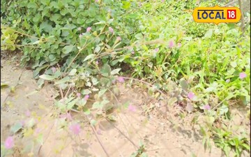 Punarnava: The Rainy Season Herb for Kidney, BP & Swelling Relief!