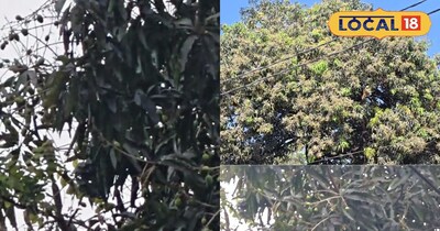 आम के मौर झड़ने से परेशान? इस छत्तीसगढ़ी जुगाड़ से बचाएं पूरी फसल.