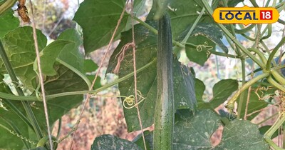 गर्मियों में तोराई की रहती है अधिक डिमांड