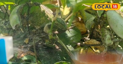 सेम की फली में लगी किट पर नीम तेल का स्प्रे 