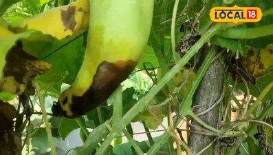 Bottle Gourd Farmers Face Hidden Disease: Expert Tips to Combat Rot, Pests & Losses