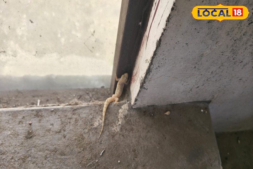 Easy way to get rid of lizards Easy way to get rid of lizards